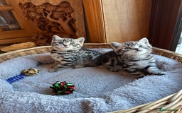British Shorthair cats for sale: Pedigree Black Silver Tabby kittens  - Advert 14