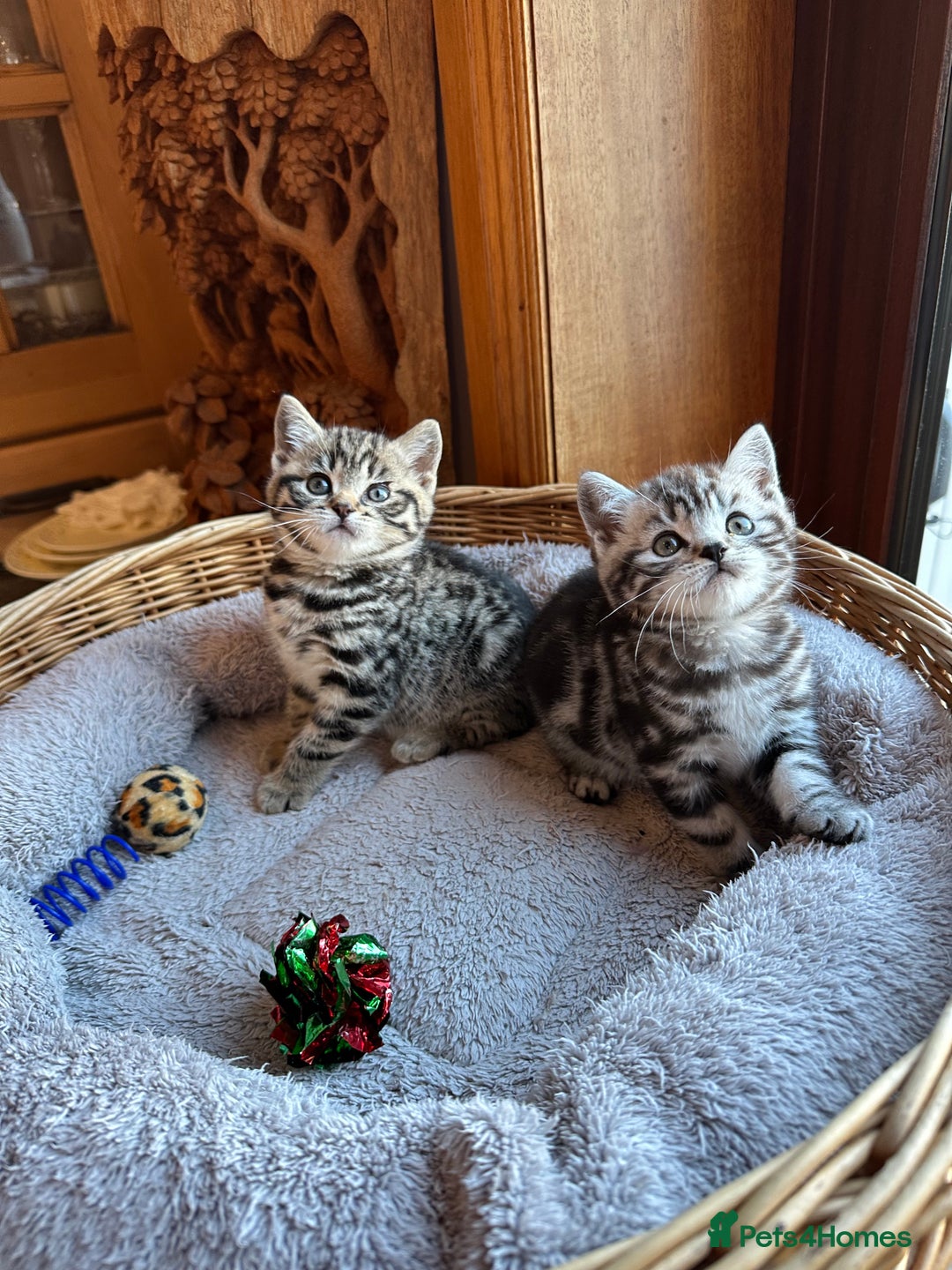 British Shorthair cats for sale: Pedigree Black Silver Tabby kittens  - Advert 14