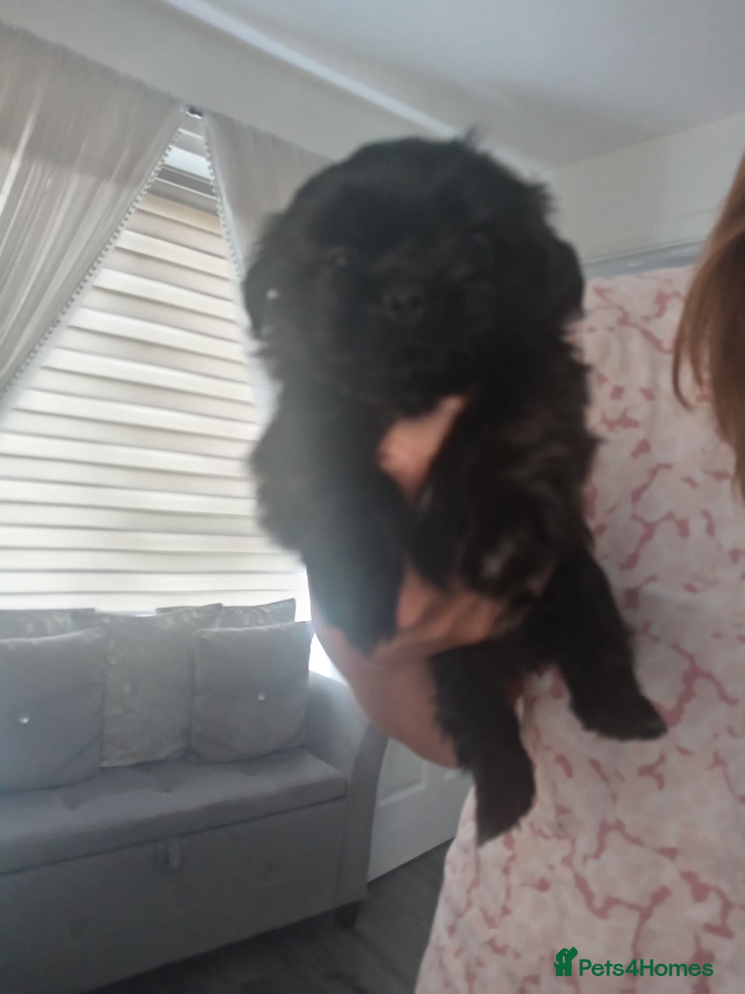 Shih Tzu dogs for sale: Imperial Shih tzu  - Image 13