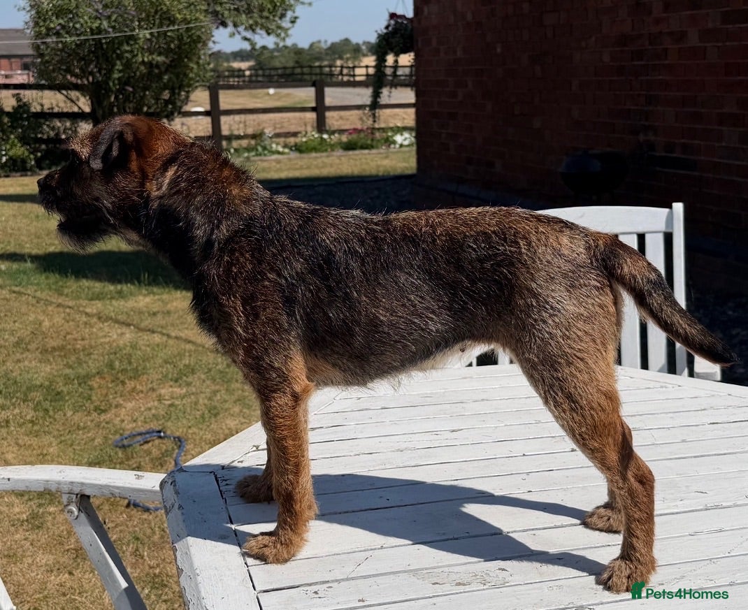 Border Terrier dogs 8 Smart Border Pups - Advert 4