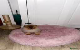 Pomeranian dogs for sale: Stunning tiny teddy bear toy poms - Image 6