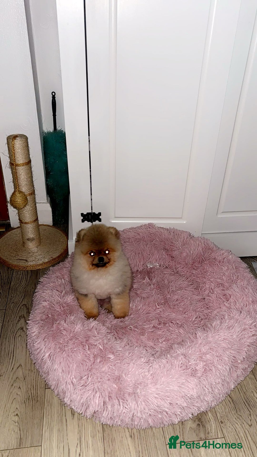 Pomeranian dogs for sale: Stunning tiny teddy bear toy poms - Image 6