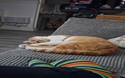 British Shorthair cats for sale: Pedigree ginger & white British short hair female  in Dover - Image 11