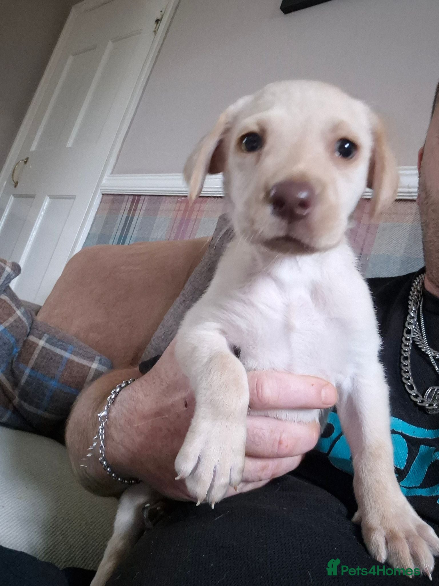 Labrador Retriever dogs Kc Labrador retriever puppy - Advert 1