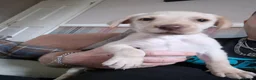 Labrador Retriever dogs for sale: Kc Labrador retriever puppy - Advert 1