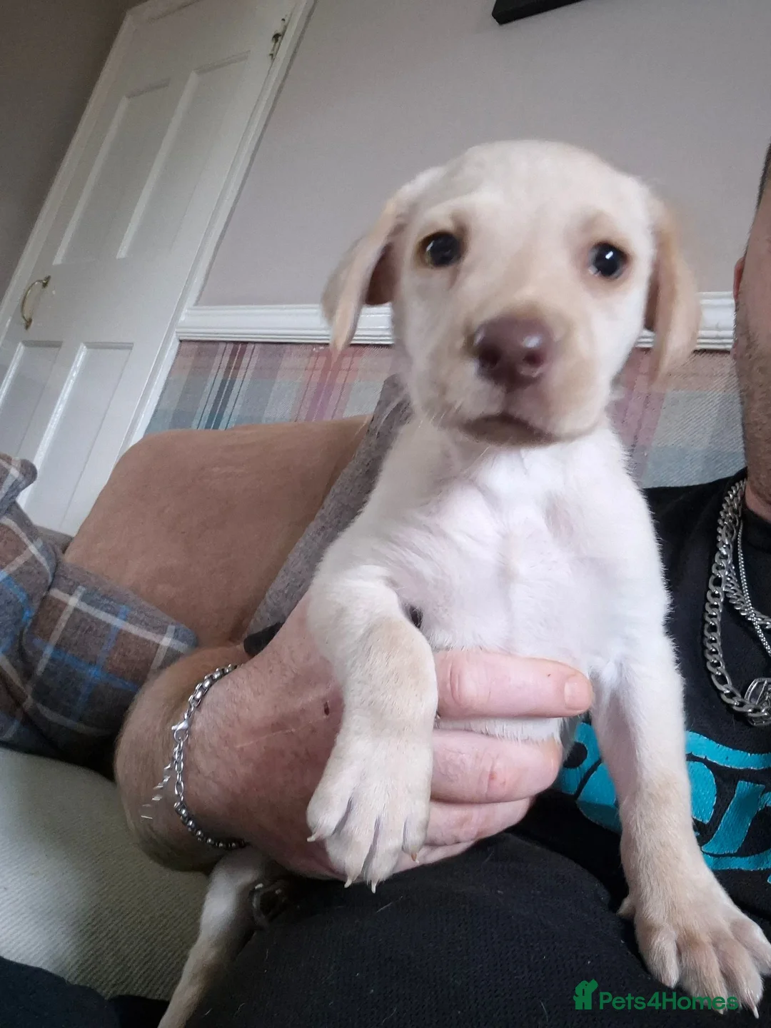 Labrador Retriever dogs for sale: Kc Labrador retriever puppy - Advert 1