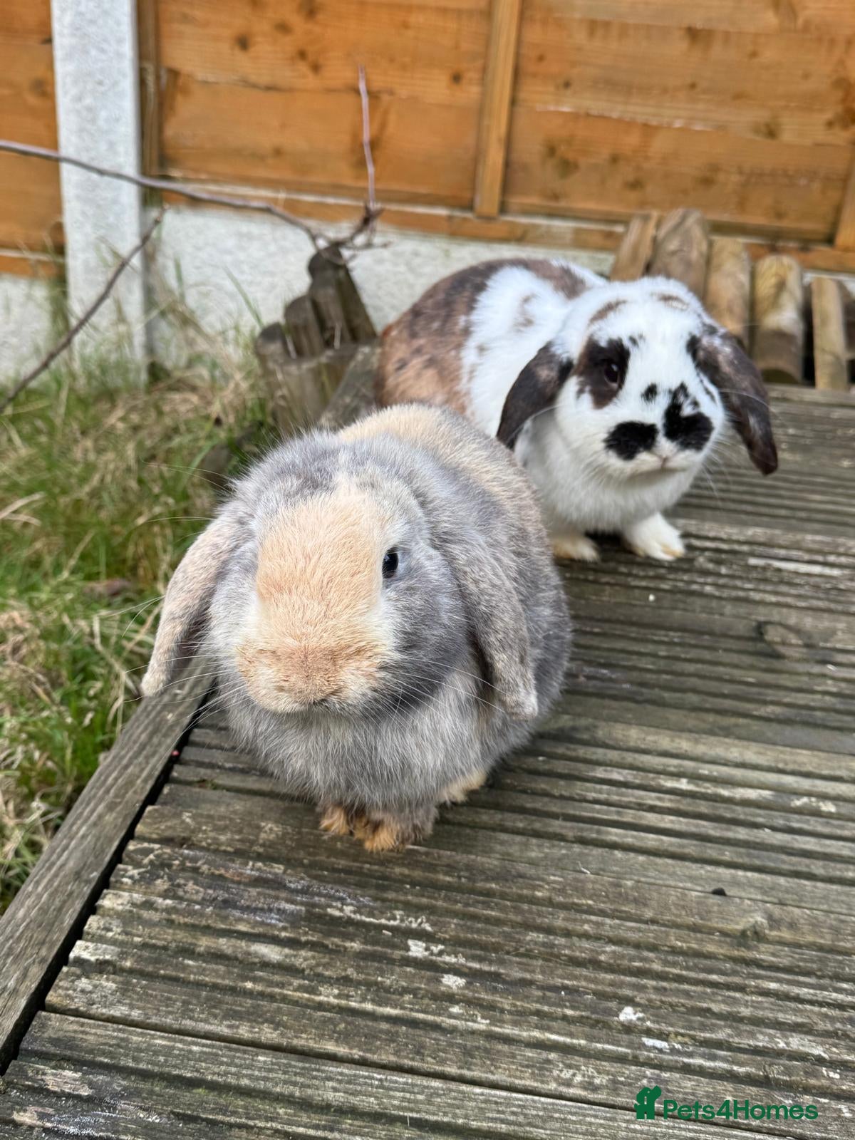 Mini Lop rabbits Male Mini Lops - Advert 1