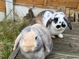 Mini Lop rabbits Male Mini Lops - Advert 14