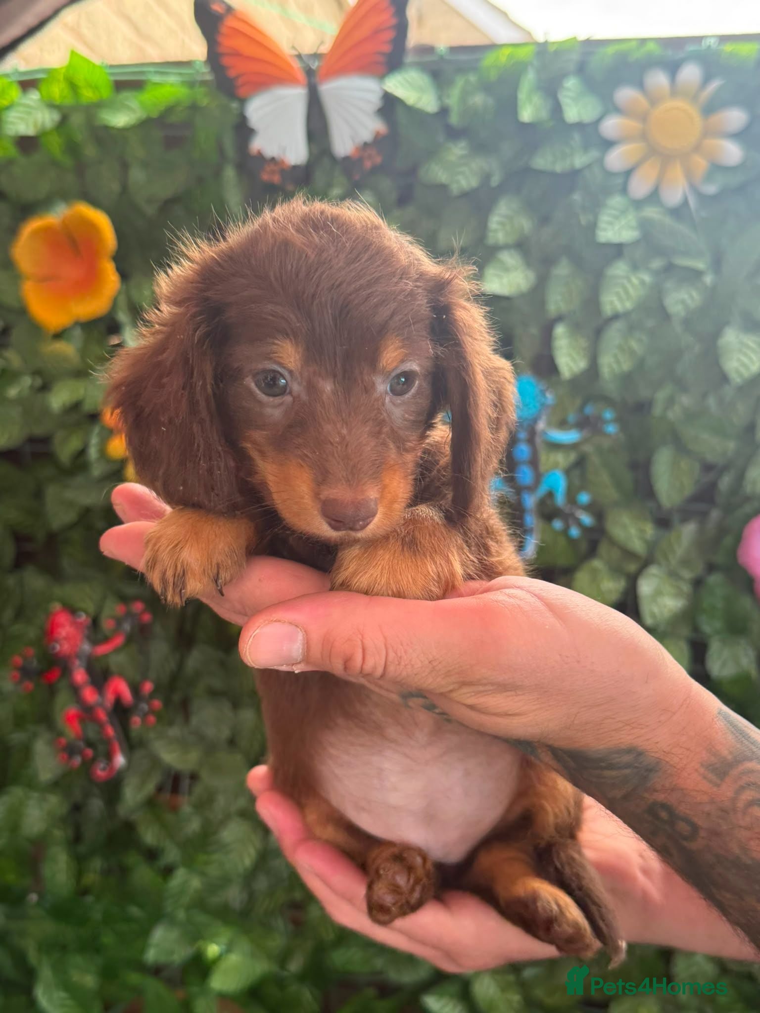 Dachshund dogs READY TO LEAVE! 🥰Long hair gorgeous puppies😍🥰 - Advert 2