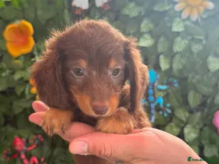 Dachshund dogs READY TO LEAVE! 🥰Long hair gorgeous puppies😍🥰 - Advert 2