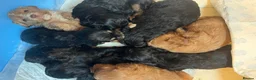 Cavapoo dogs for sale: F1 cavapoo puppies  - Advert 3