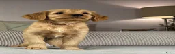 Goldendoodle dogs for sale: BEAUTIFUL HEALTHY CHUNKY PUPPIES  - Advert 21
