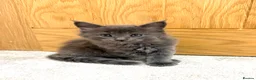 Maine Coon cats for sale: Stunning Fluffy Maine Coons - Advert 23