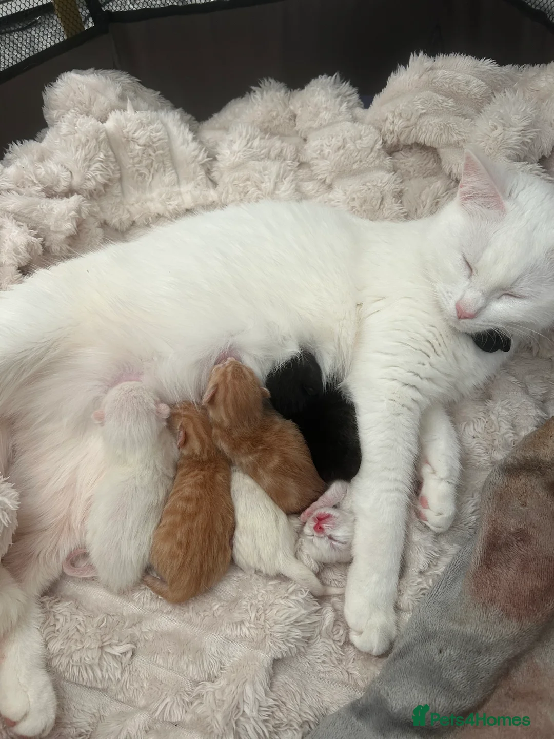 Turkish Van cats for sale: Beautiful kittens for sale in Basingstoke - Advert 2