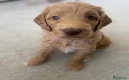 Cockapoo dogs for sale: 4 beautiful cockapoo puppies can be now be viewed  - Image 12