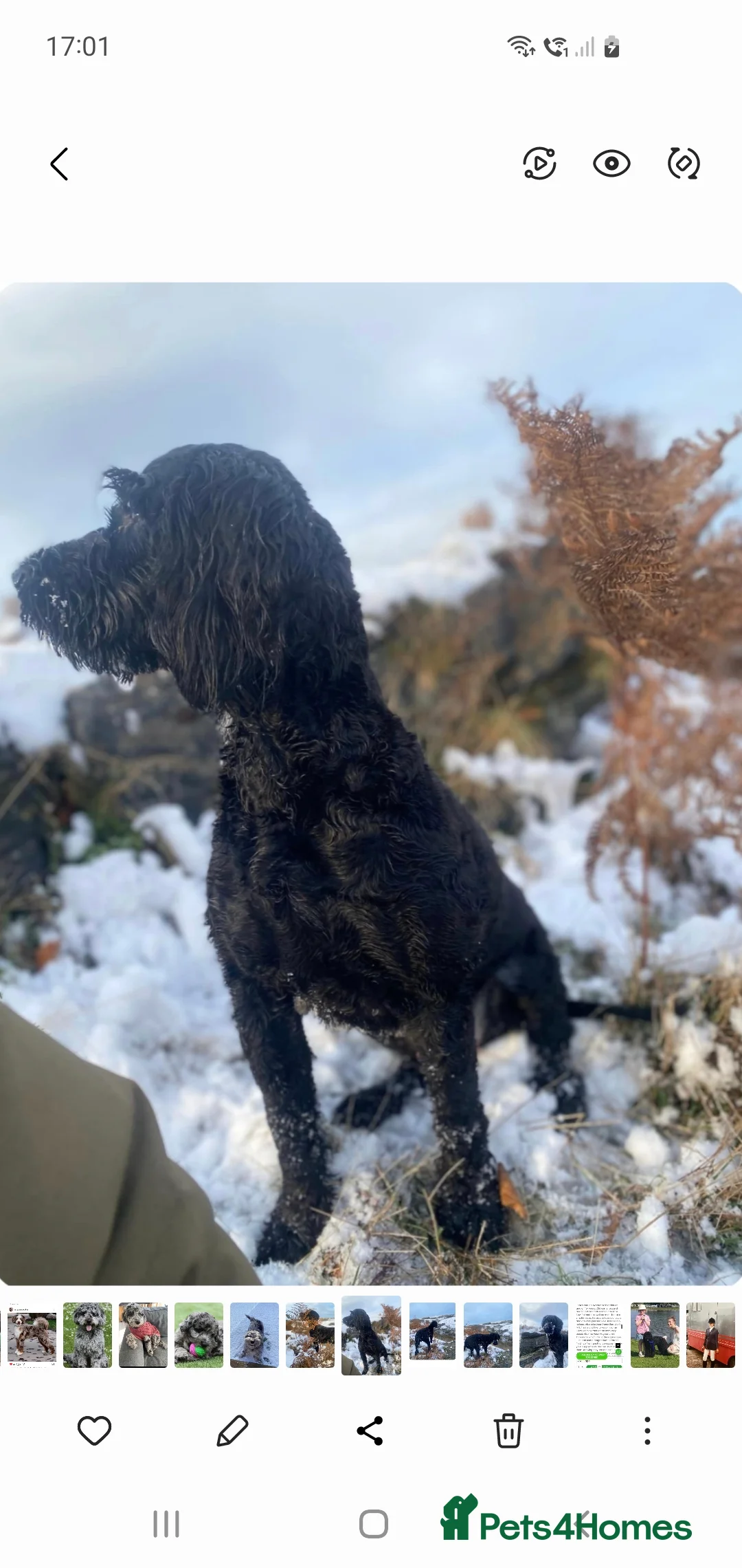 Mixed Breed dogs for sale: STUNNING RARE COLOURS F1B GOLDENDOODLE LITTER - Advert 14