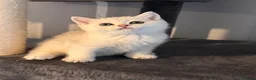 British Shorthair cats for sale: 3 Gorgeous White & Golden Shorthair Boys 🐾 - Advert 5