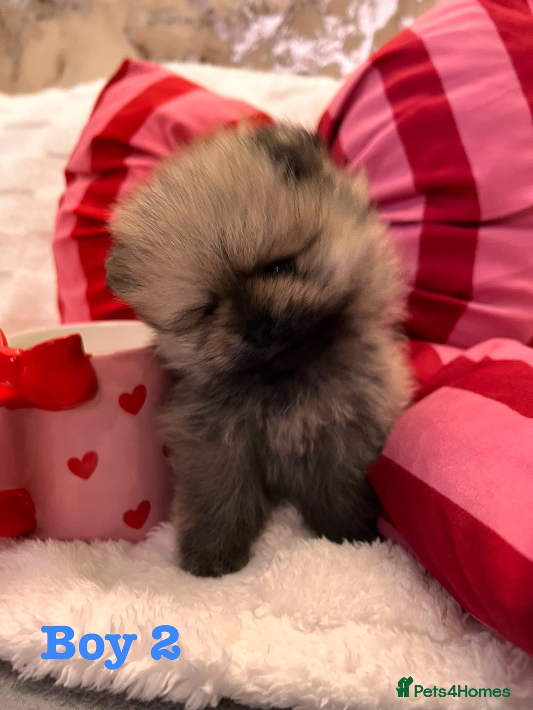 Pomeranian dogs for sale: Pomeranian Puppies looking for their new homes❤️ - Advert 7