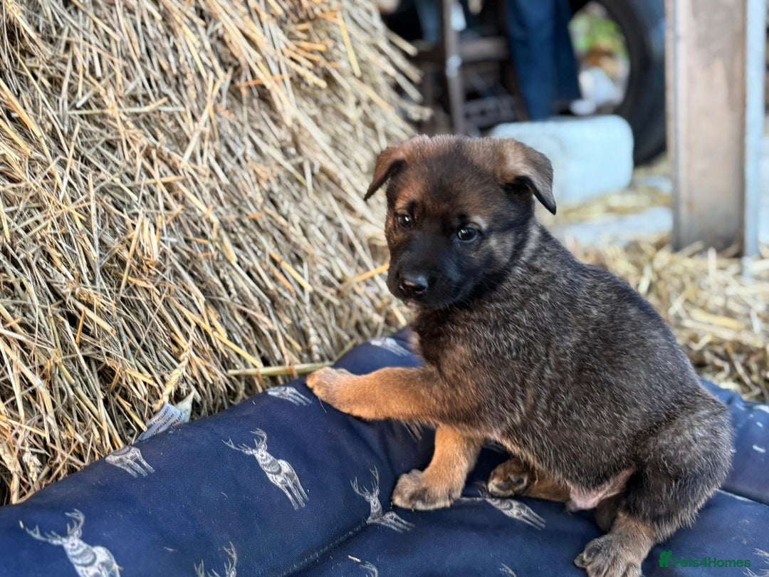 German Shepherd dogs for sale: German Shepherd x DDR GSD Puppies **READY TO GO* - Advert 4