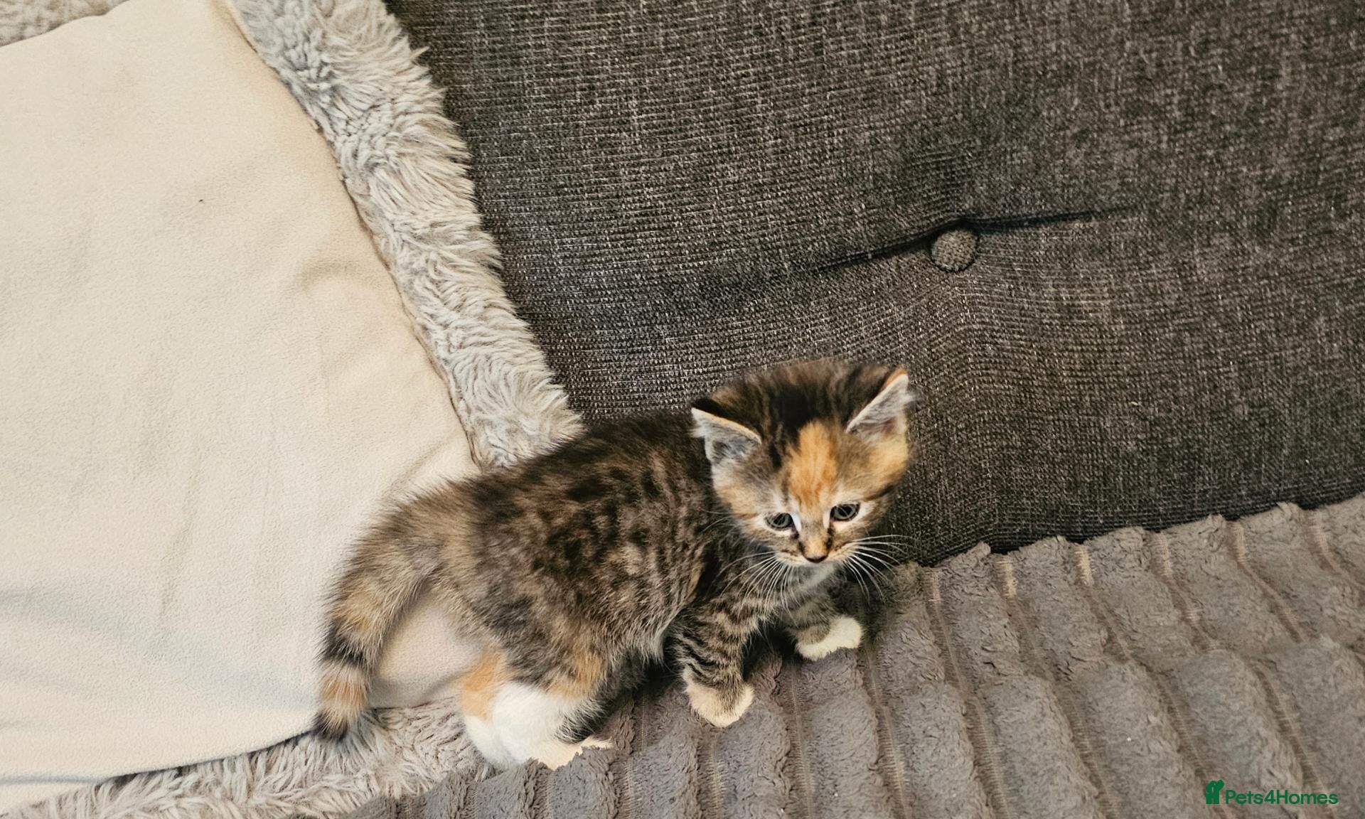 Mixed Breed cats for sale:  Kittens - Advert 1