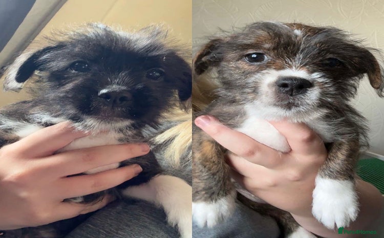 Mixed Breed dogs - Advert 3