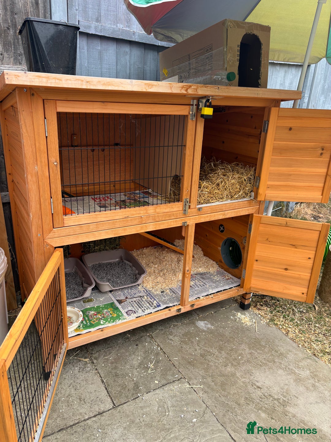 Mixed Breed rabbits for sale: 2 x bonded female rabbits  - Advert 6