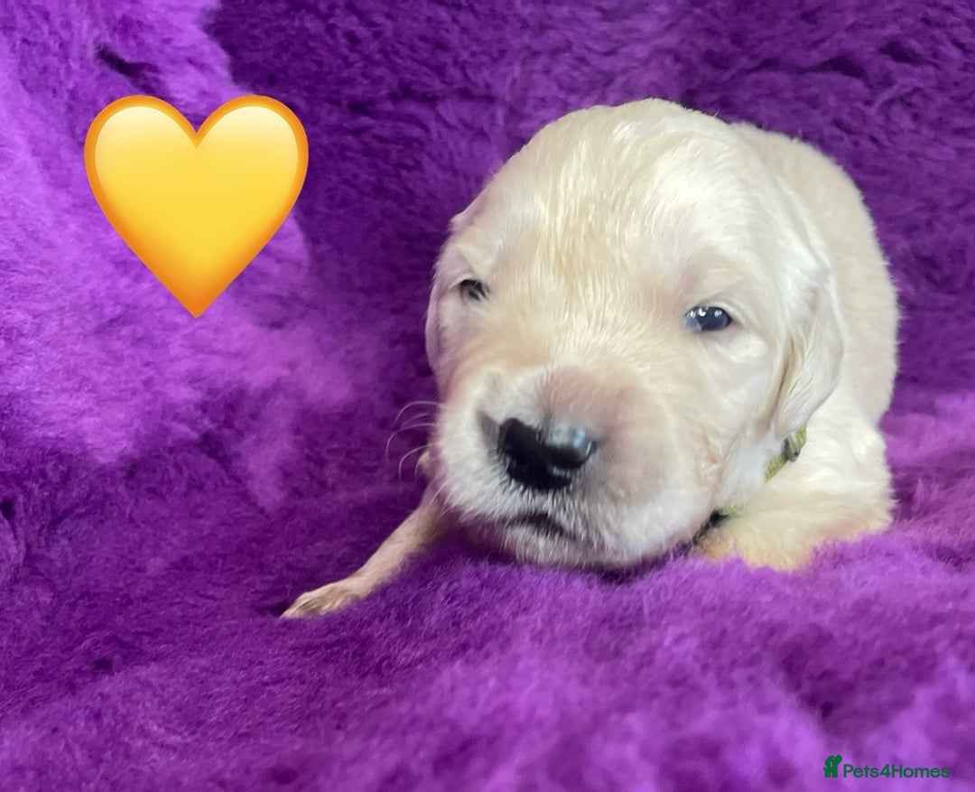 Golden Retriever dogs for sale: KC Reg Cream Boys from health tested parents.  - Image 6