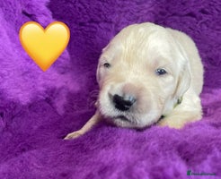 Golden Retriever dogs KC Reg Cream Boys from health tested parents. - Advert 8