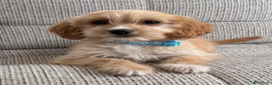 Cavapoo Puppy 3