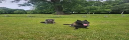 Cane Corso dogs for sale: Cane Corso 9 months old  - Advert 2