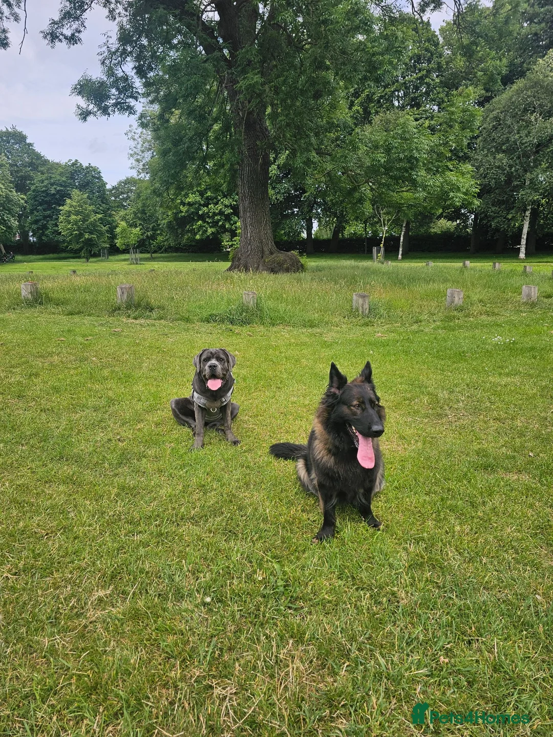 Cane Corso dogs for sale: Cane Corso 9 months old  - Advert 2