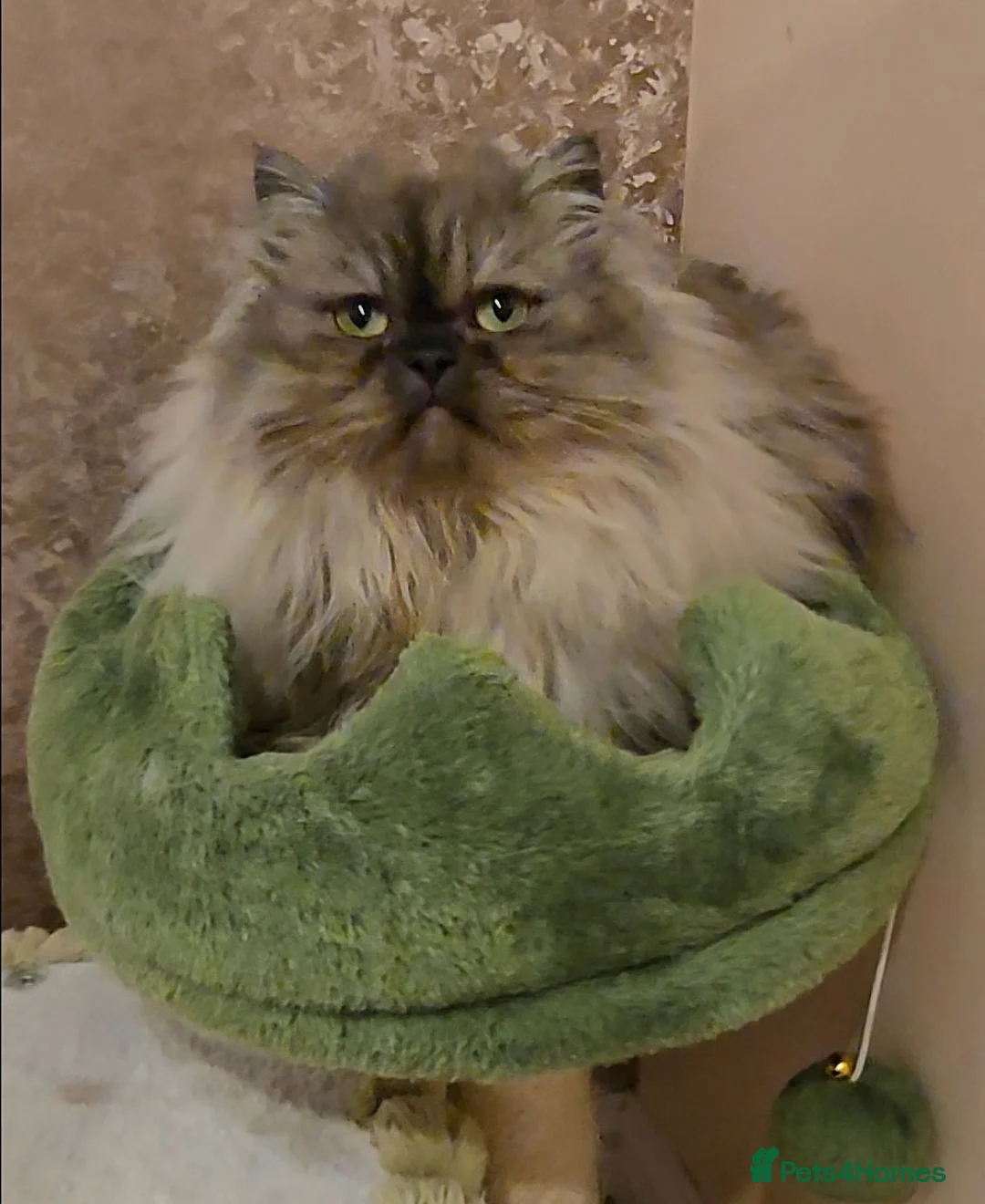 Munchkin cats for sale: Rare Quality Minuets - Advert 2
