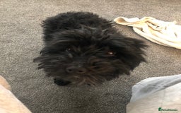 Mixed Breed dogs for sale: Whippet cross poodle  - Image 2