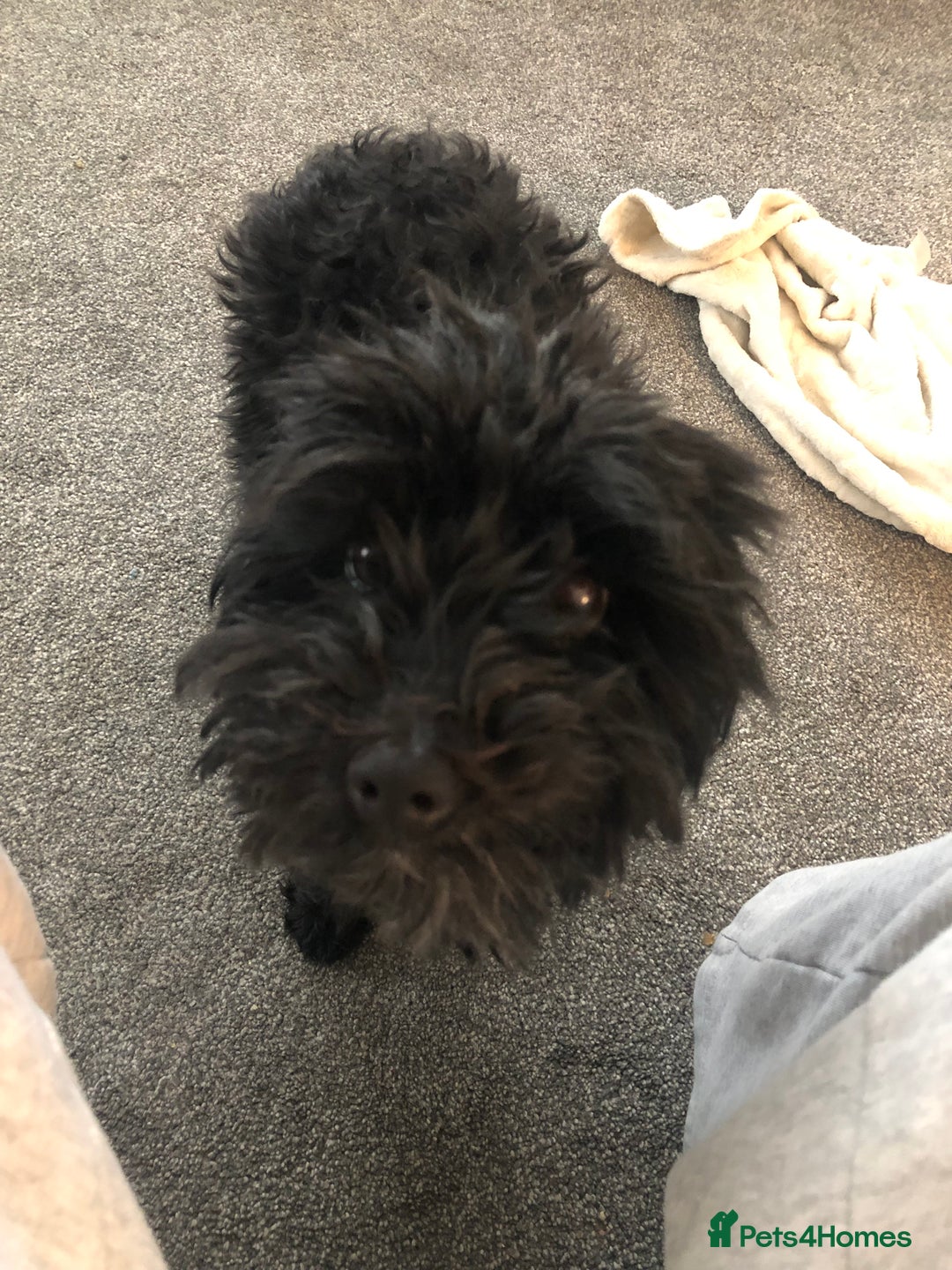 Mixed Breed dogs for sale: Whippet cross poodle  - Image 2