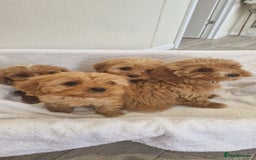 Cavapoo dogs for sale: Beautiful cavapoo fur babies  - Image 2