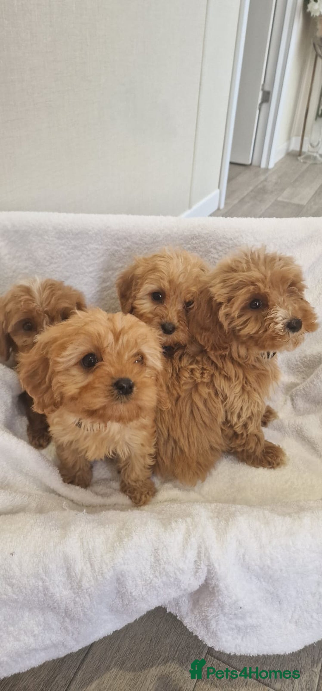Cavapoo dogs for sale: Beautiful cavapoo fur babies  - Image 2