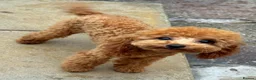 Toy Poodle dogs for sale: FCI toy poodle show line TINY pet only - Advert 3