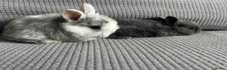 Mixed Breed rabbits for sale: Cute little rabbits for sale - Advert 2