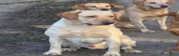 Labrador Retriever dogs for sale: Stunning Black and Yellow Labrador Pups Available - Advert 10