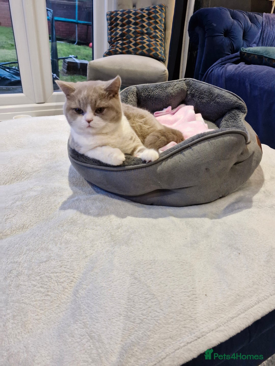 British Shorthair cats for sale: British short-hair kitten  - Advert 1