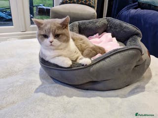 British Shorthair cats British short-hair kitten - Advert 2