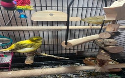 Canaries birds for sale: Pair of bonded canaries  - Advert 3