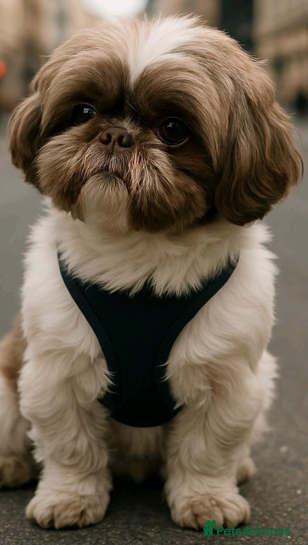 Shih Tzu dogs Choco for stud - Advert 1