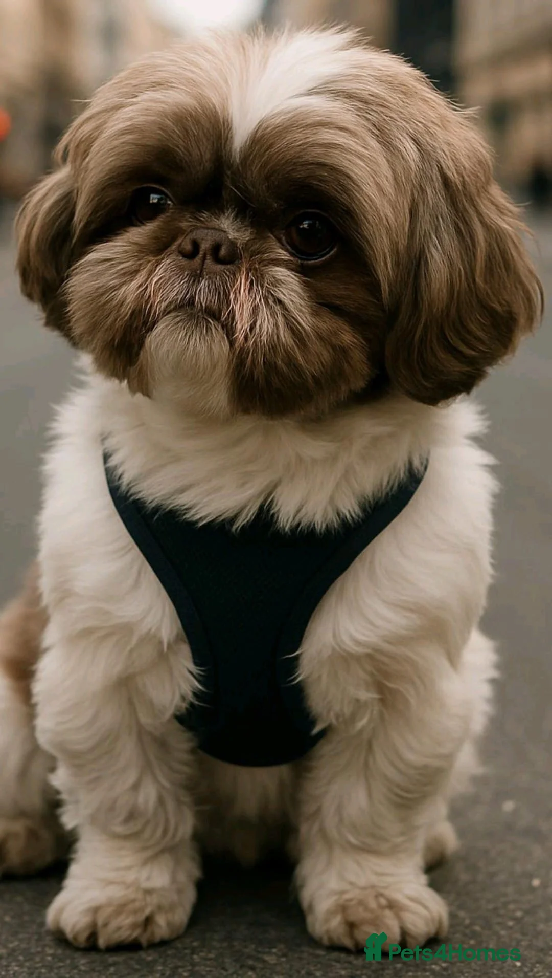 Shih Tzu dogs for stud: Choco for stud - Advert 1