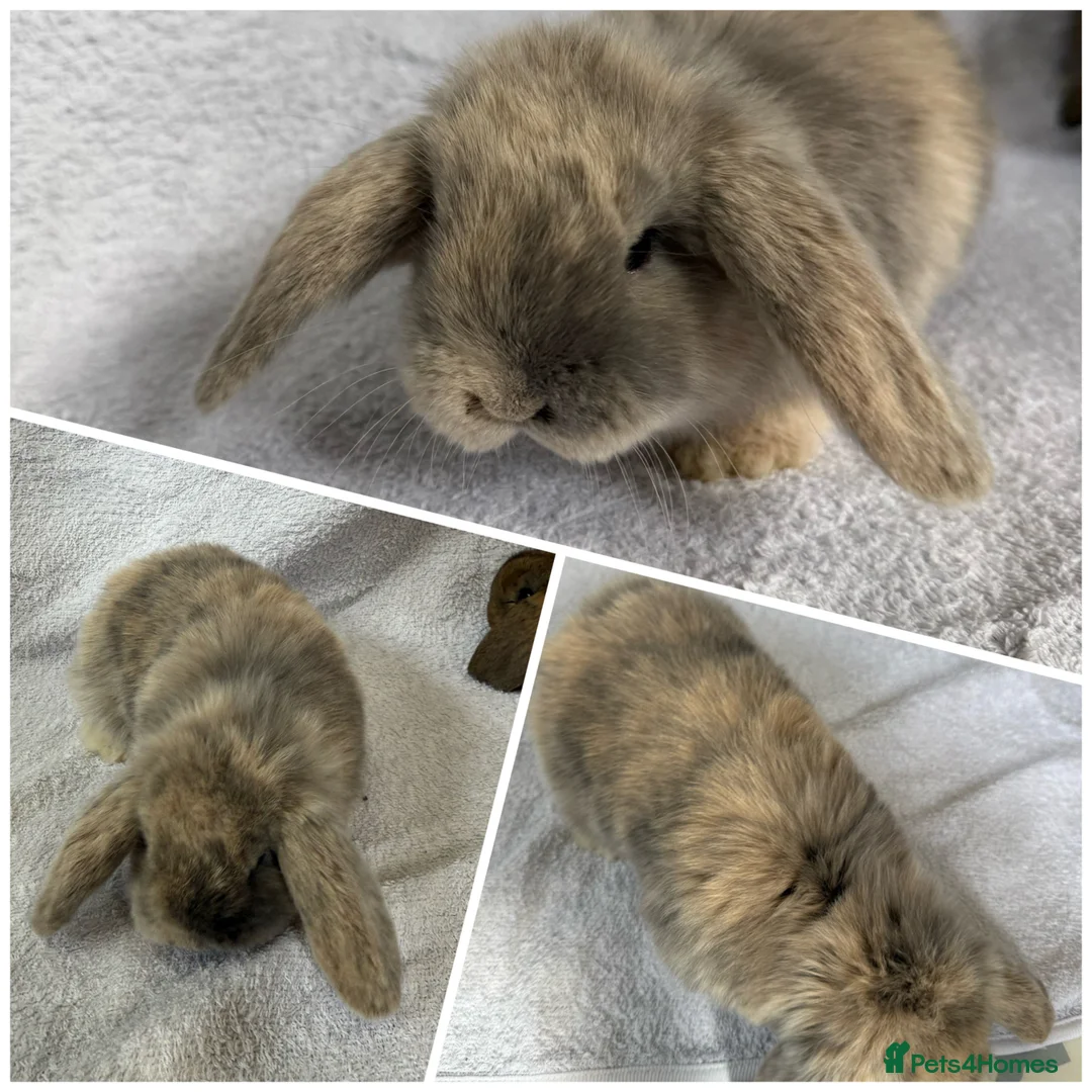 Mixed Breed rabbits for sale: Baby Rabbits - Mini French Lop - Advert 4