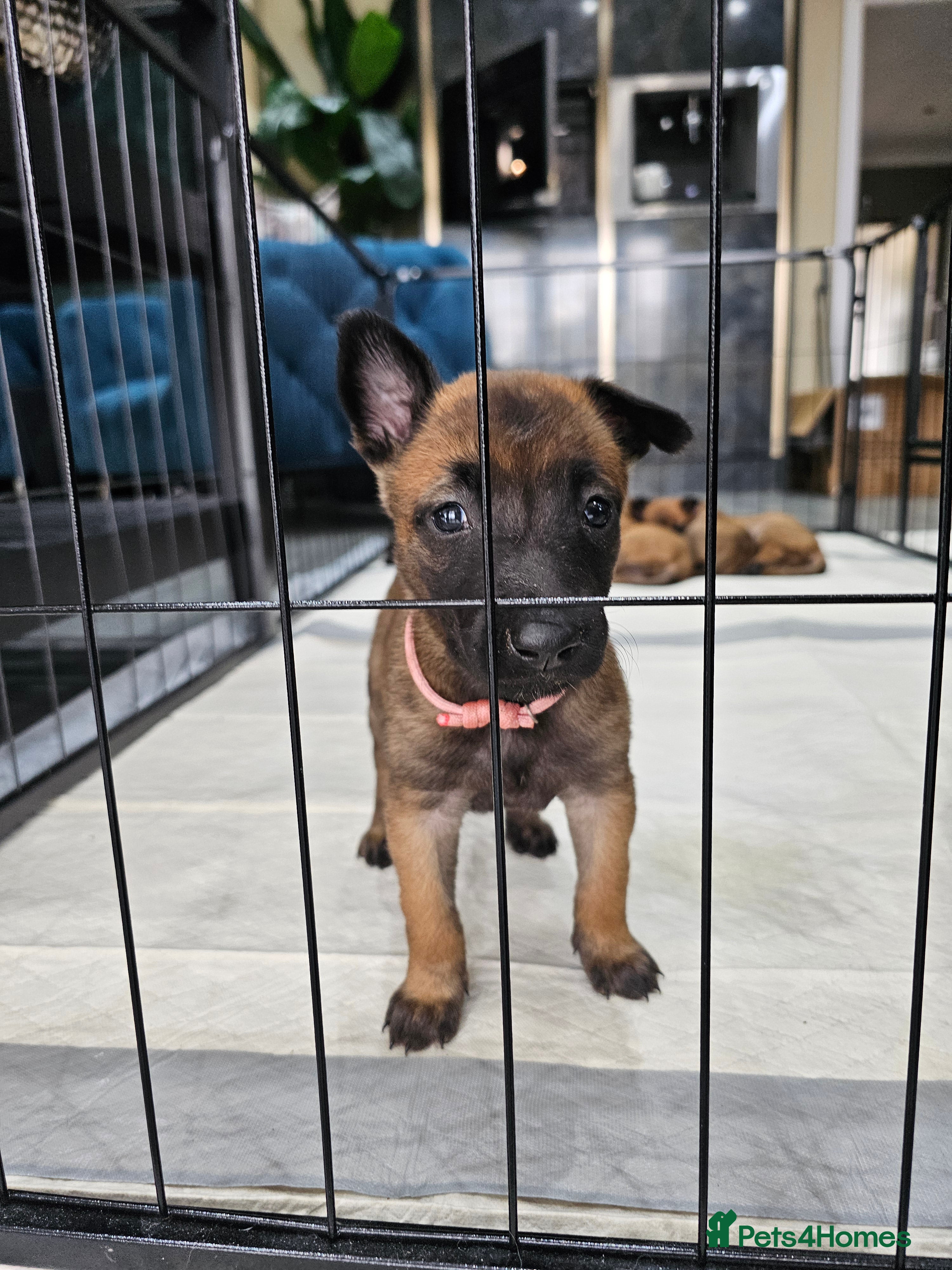 Belgian Shepherd Dog dogs Belgian Malinois Puppies - Advert 2