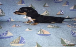 Chiweenie dogs for sale: Chihuahua Cross Puppies   - Image 1
