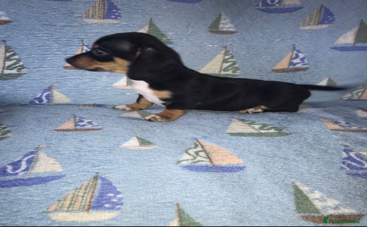 Chiweenie dogs - Advert 1
