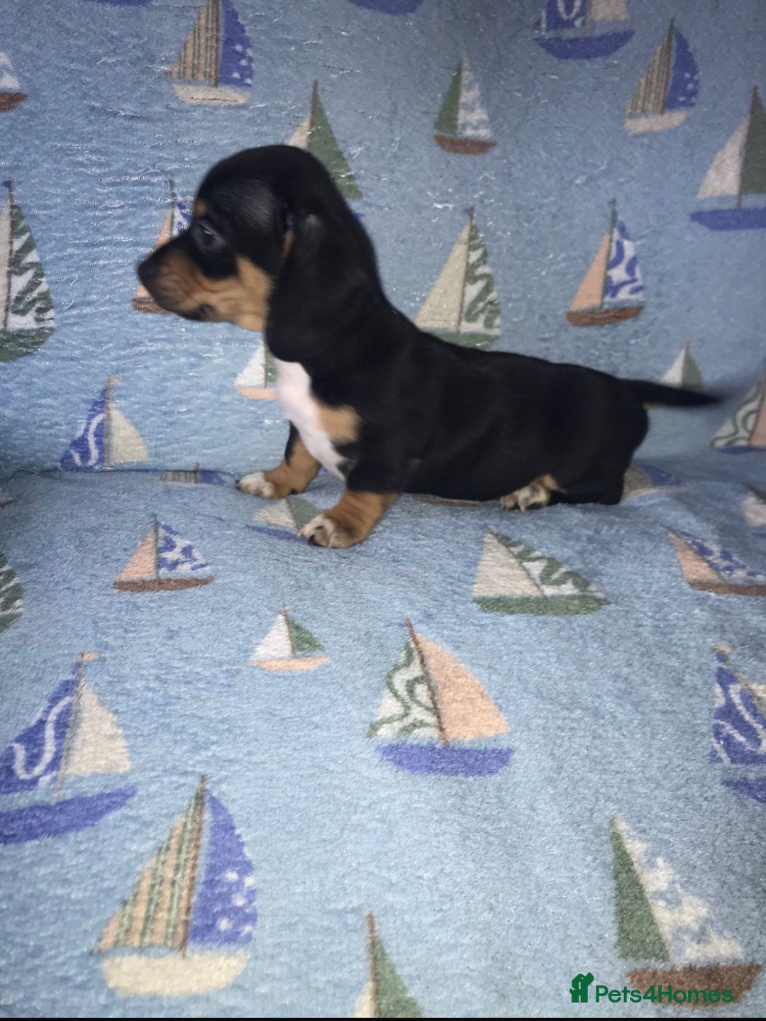 Chiweenie dogs for sale: Chihuahua Cross Puppies   - Image 1