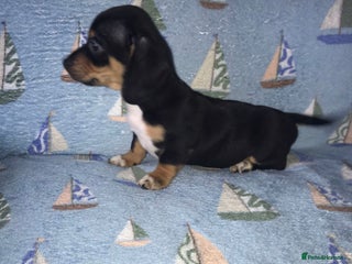 Chiweenie dogs - Advert 2